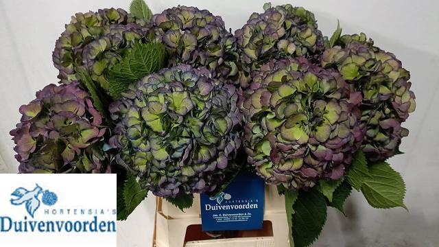 Гортензия Элбтал Классик 90, шт.