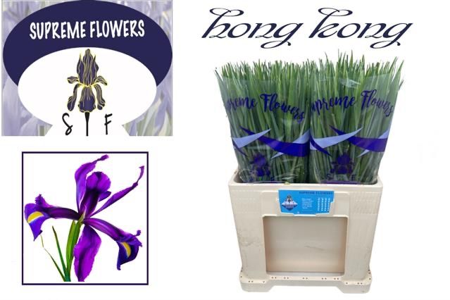 Ирис Гонконг (фиолет.), шт.