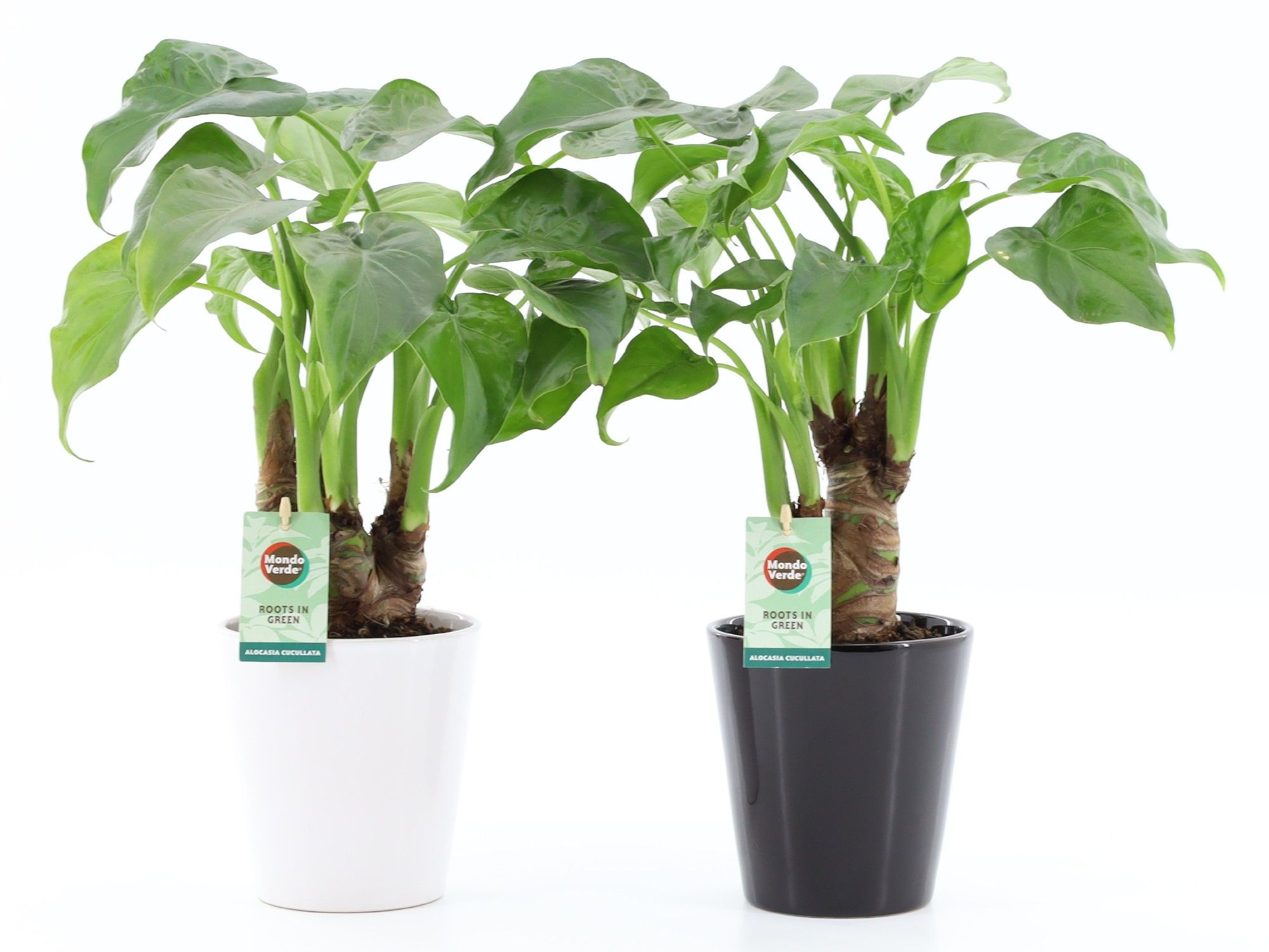 Alocasia Cucullata op stam in Zwart en Wit, D 13