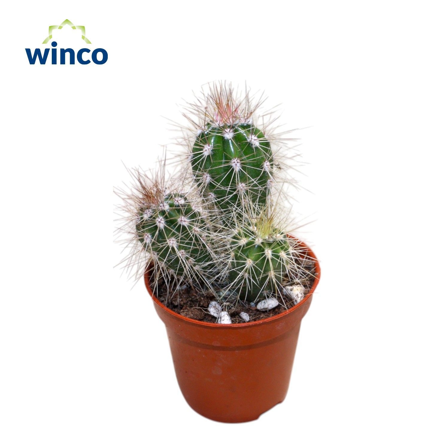 Pachycereus Pringlei, D 5,5