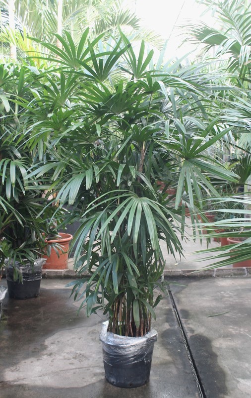 Rhapis excelsa, D 44