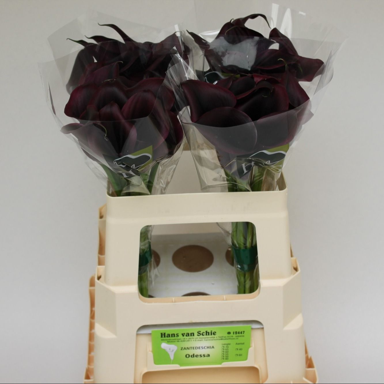 Калла Одесса 55, шт.