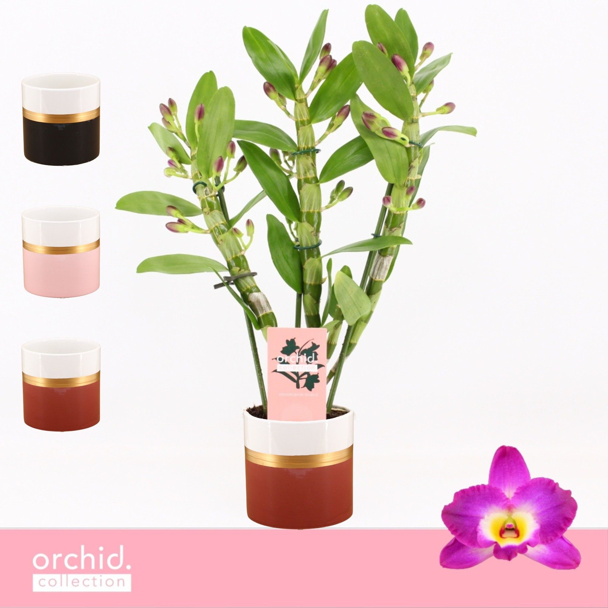 Dendrobium Nobilé, Akatsuki 3-spike Compact in Dolomite Horizon 'Orchid Collection', D 12