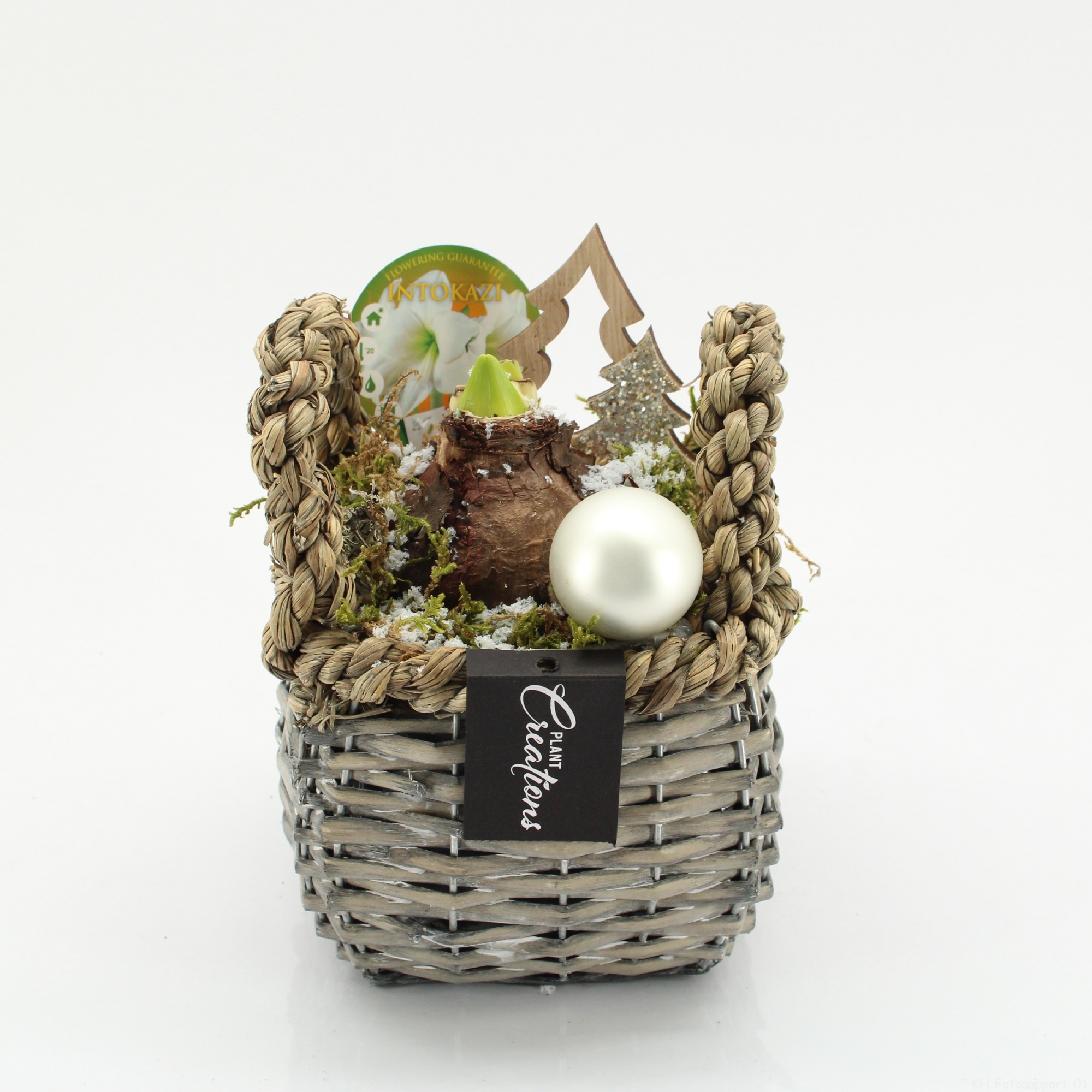 HICR-2530W Kerst Amaryllis, D 14 cm