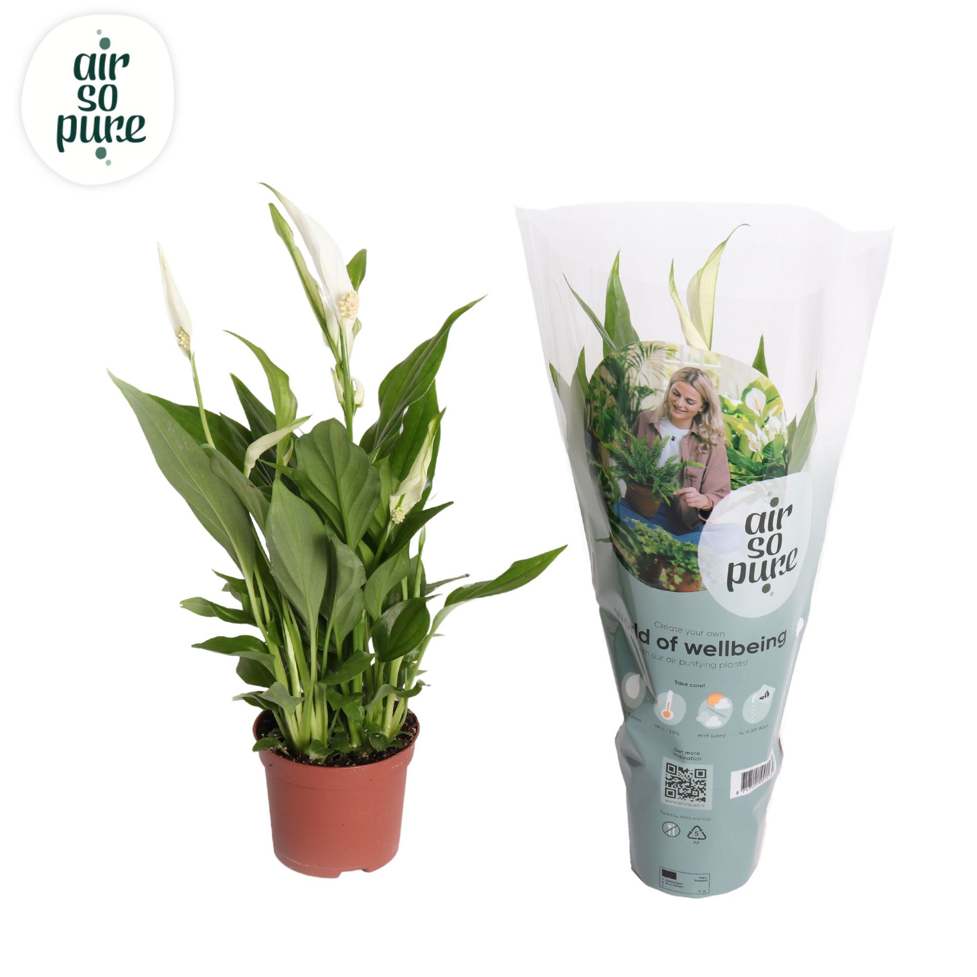 Air So Pure - Spathiphyllum Pearl Cupido 9cm, D 9 cm Air So Pure - Spathiphyllum Pearl Cupido 9cm, D 9 cm