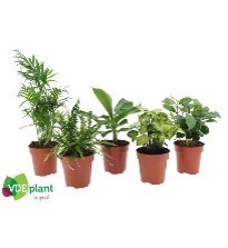 FM : P12 Groene kamerplanten mix van 5-6 soorten : Chamadorea-syngonium-coffea-musa-chlorophytum..., D 12
