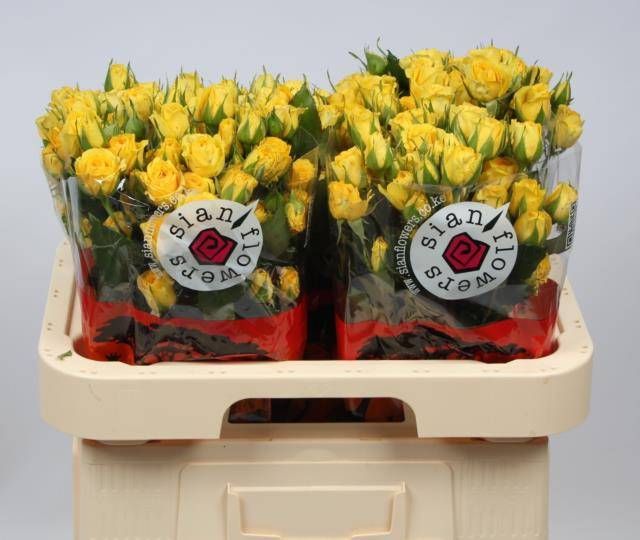 Роза куст. Голден Блоссомс 60, шт.