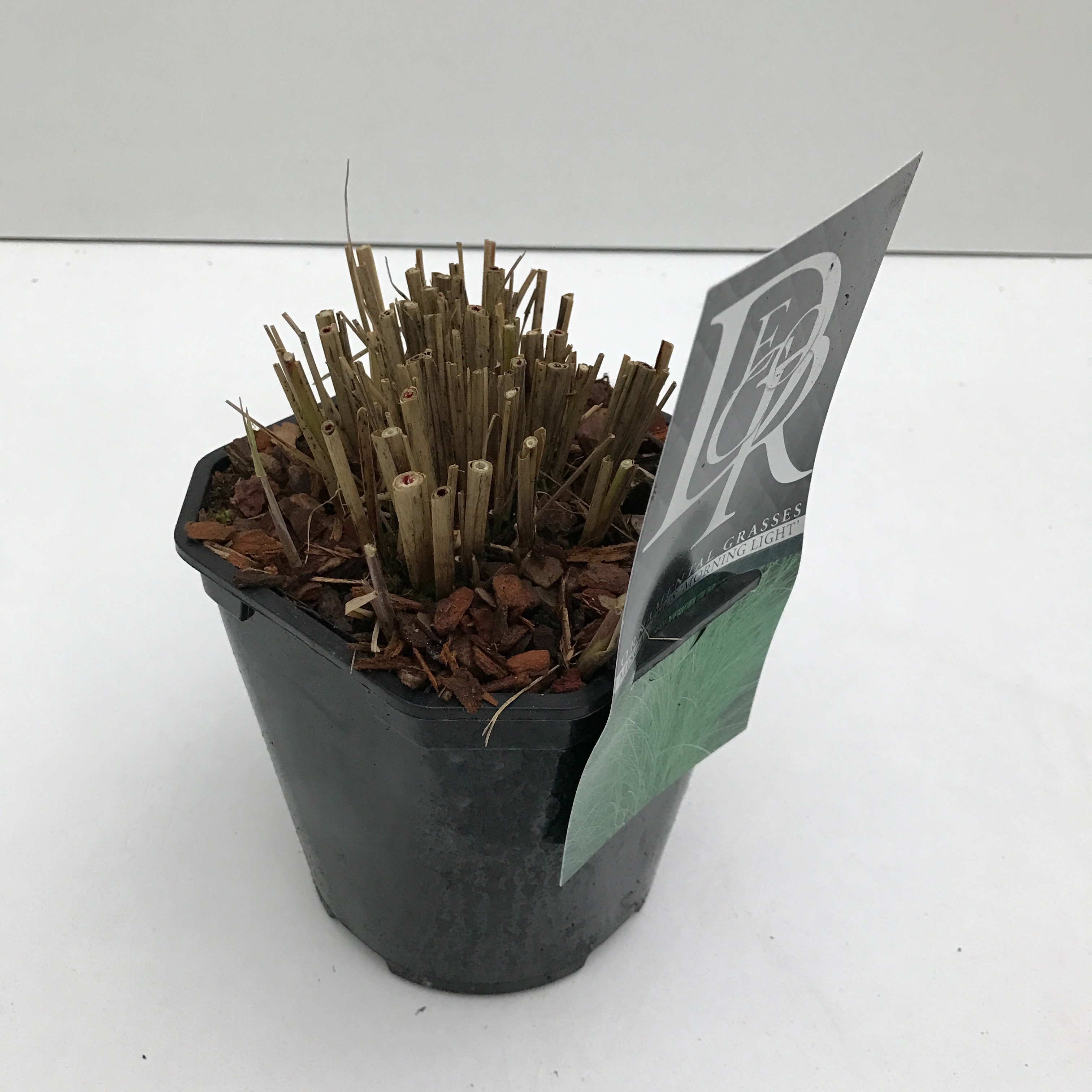 Miscanthus 'Morning Light', D 17