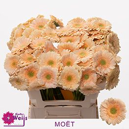 Гермини Моэт, шт. Гермини Моэт, шт.