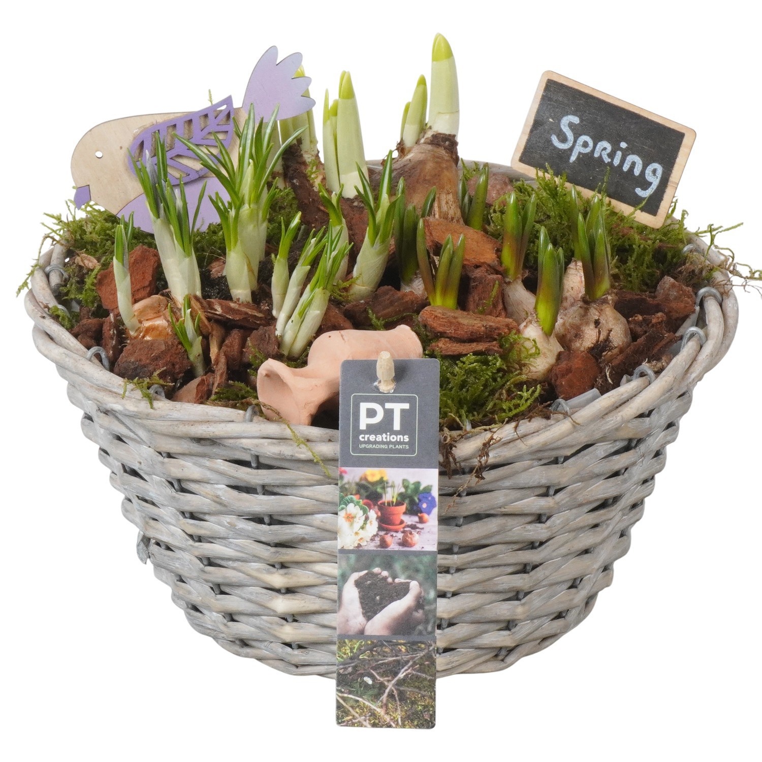 PTBM3847 Arrangement Flower Bulbs Mix in rieten mand, D 24