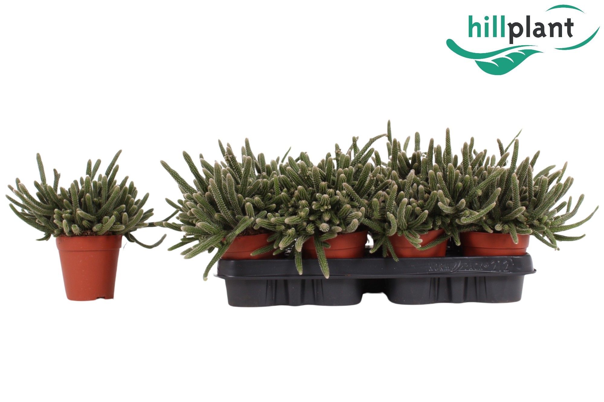 Rhipsalis baccifera Horrida 9 cm, D 9