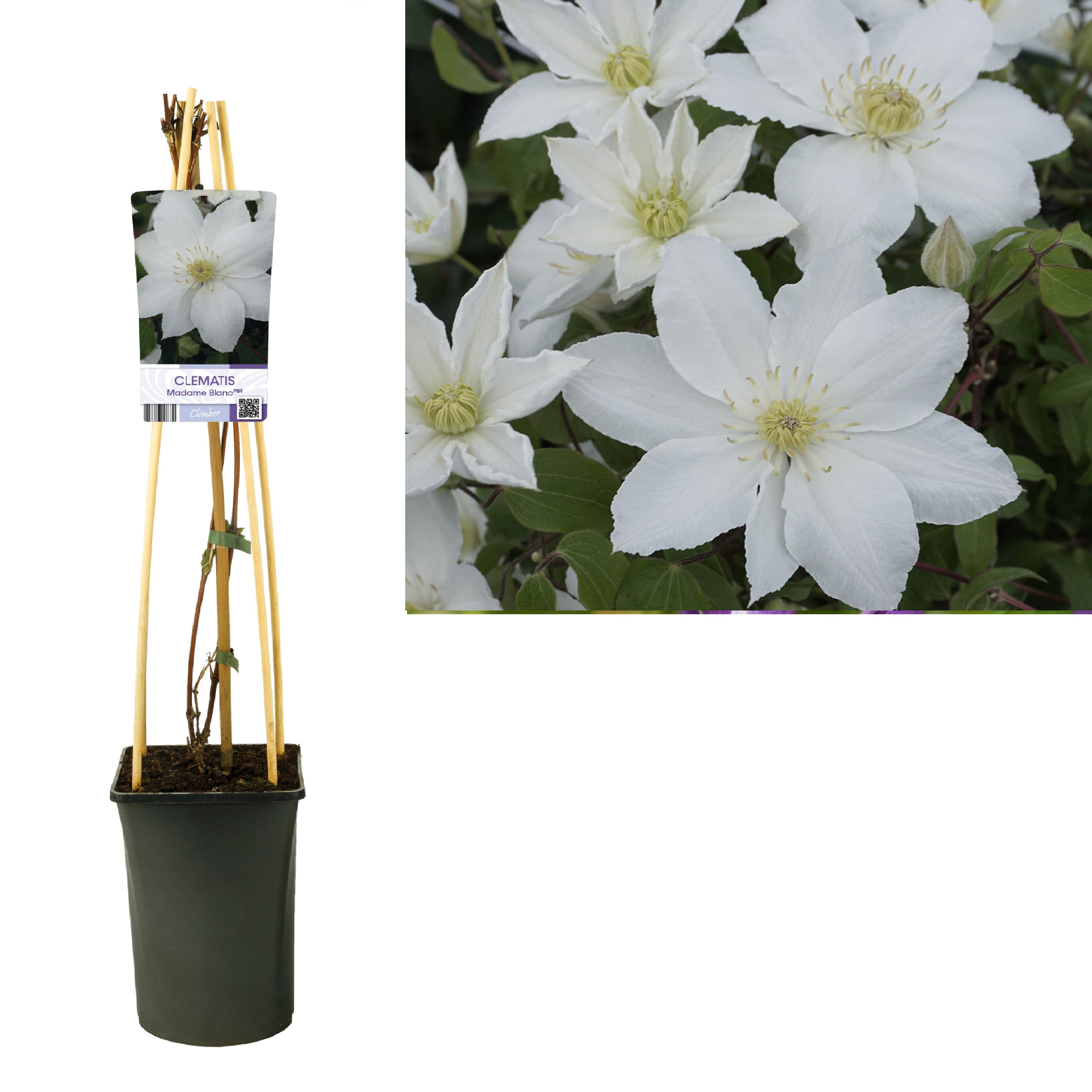 Clematis Madame Blanc PBR +light label, D 17