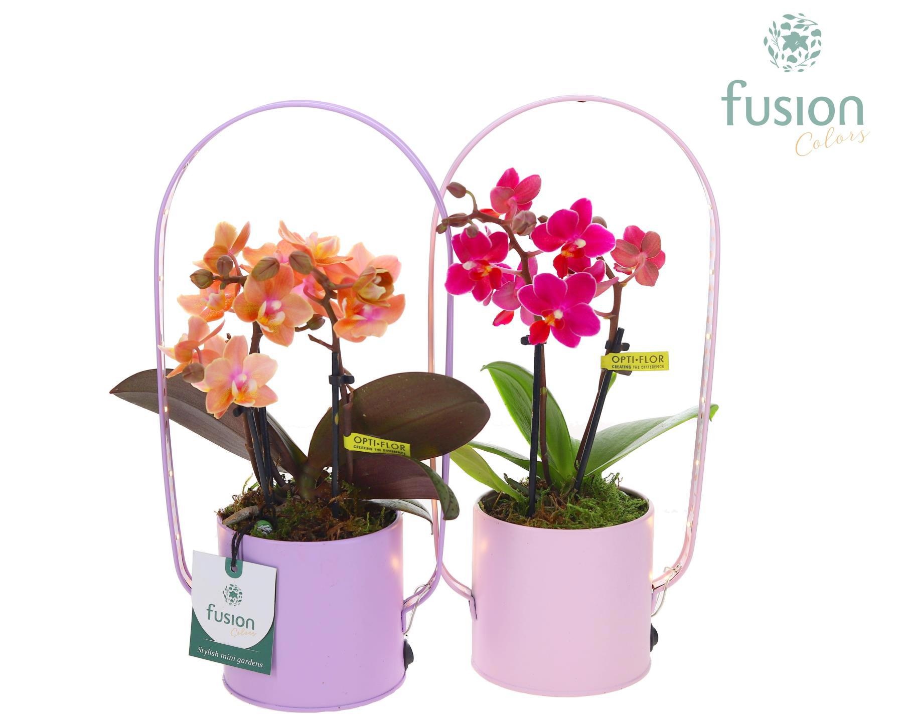 LED planter zink boog met Phalaenopsis, D 9