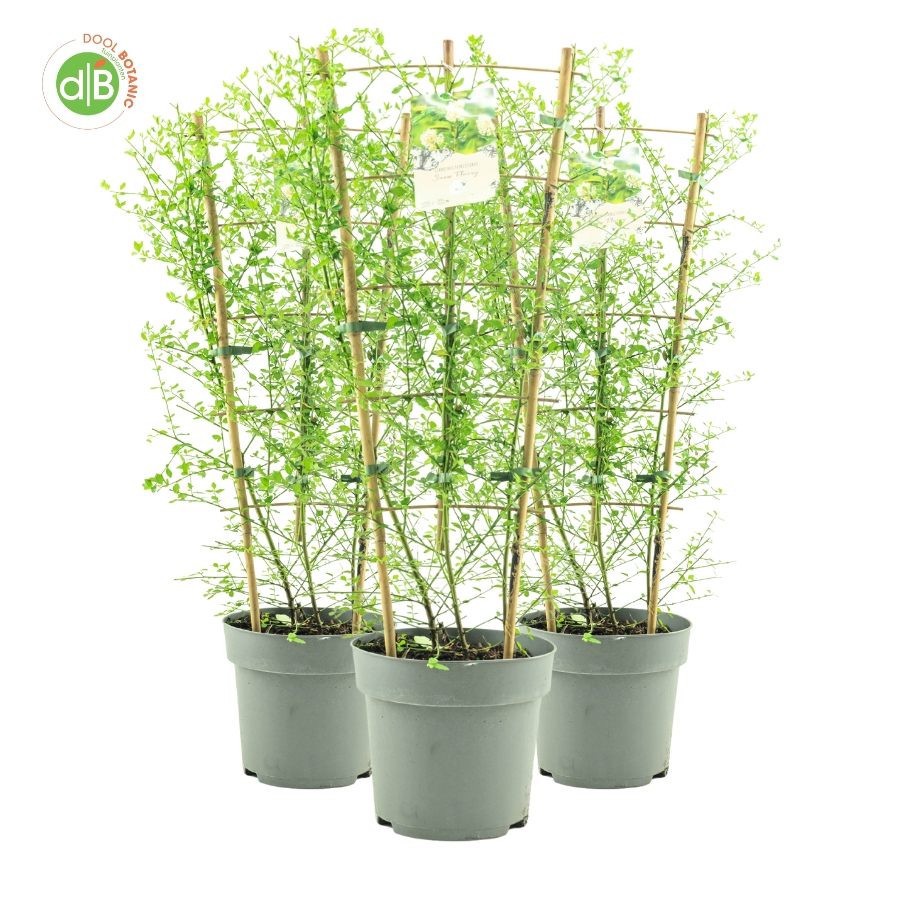 Ceanothus Thy. 'Snow Flurries', D 26