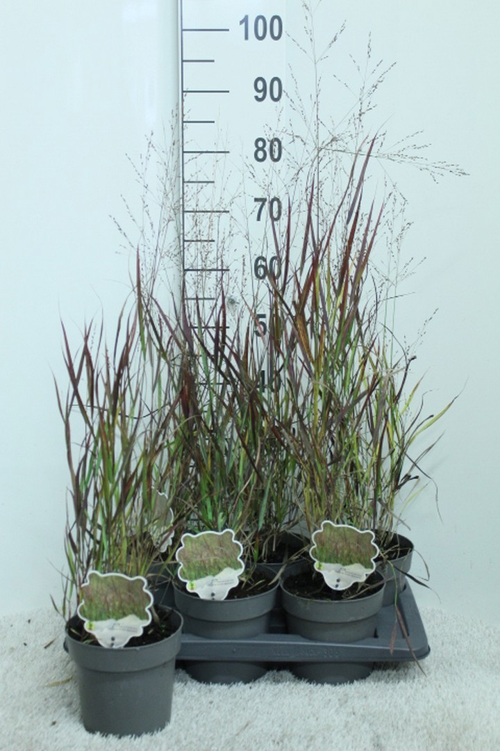 Panicum virg. Blood Brothers P17, D 17 cm Panicum virg. Blood Brothers P17, D 17 cm