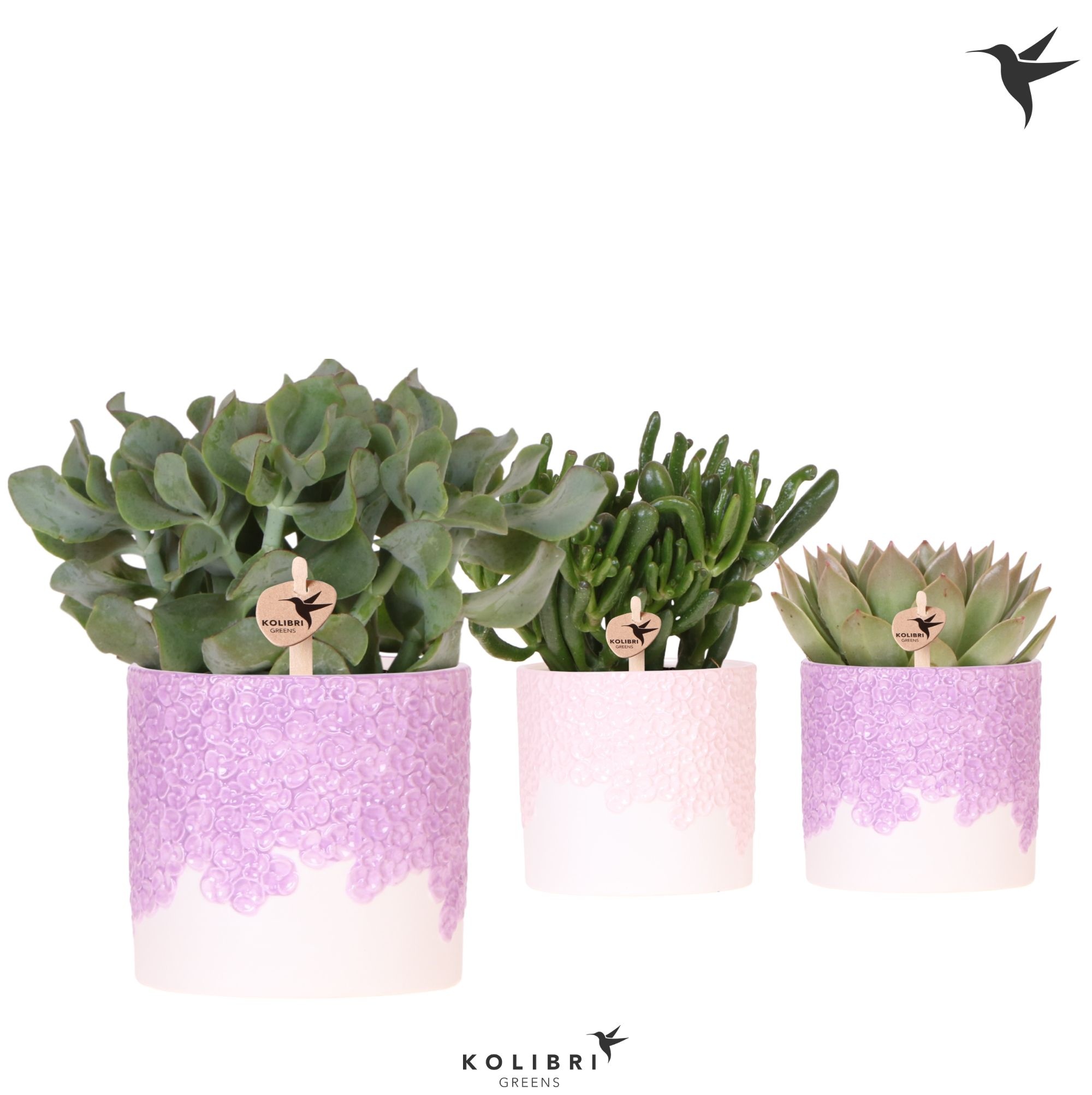 Kolibri Greens Succulenten mix in Bloom pot lila mix, D 12