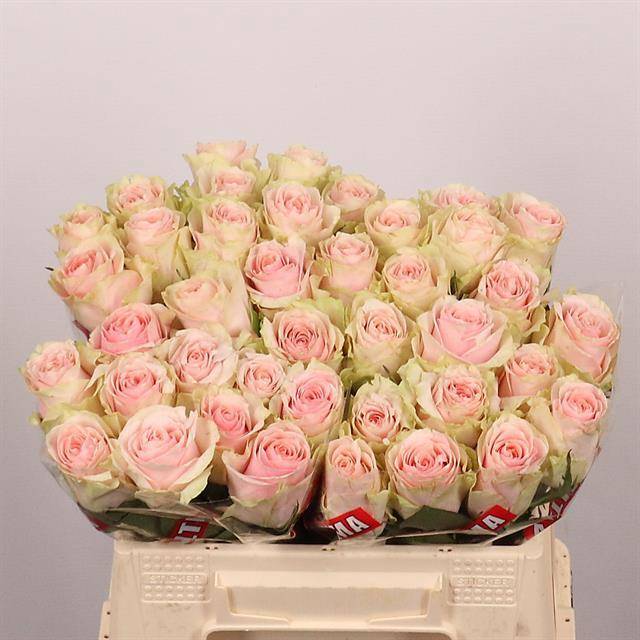 Роза од. Фруттето 35, шт.