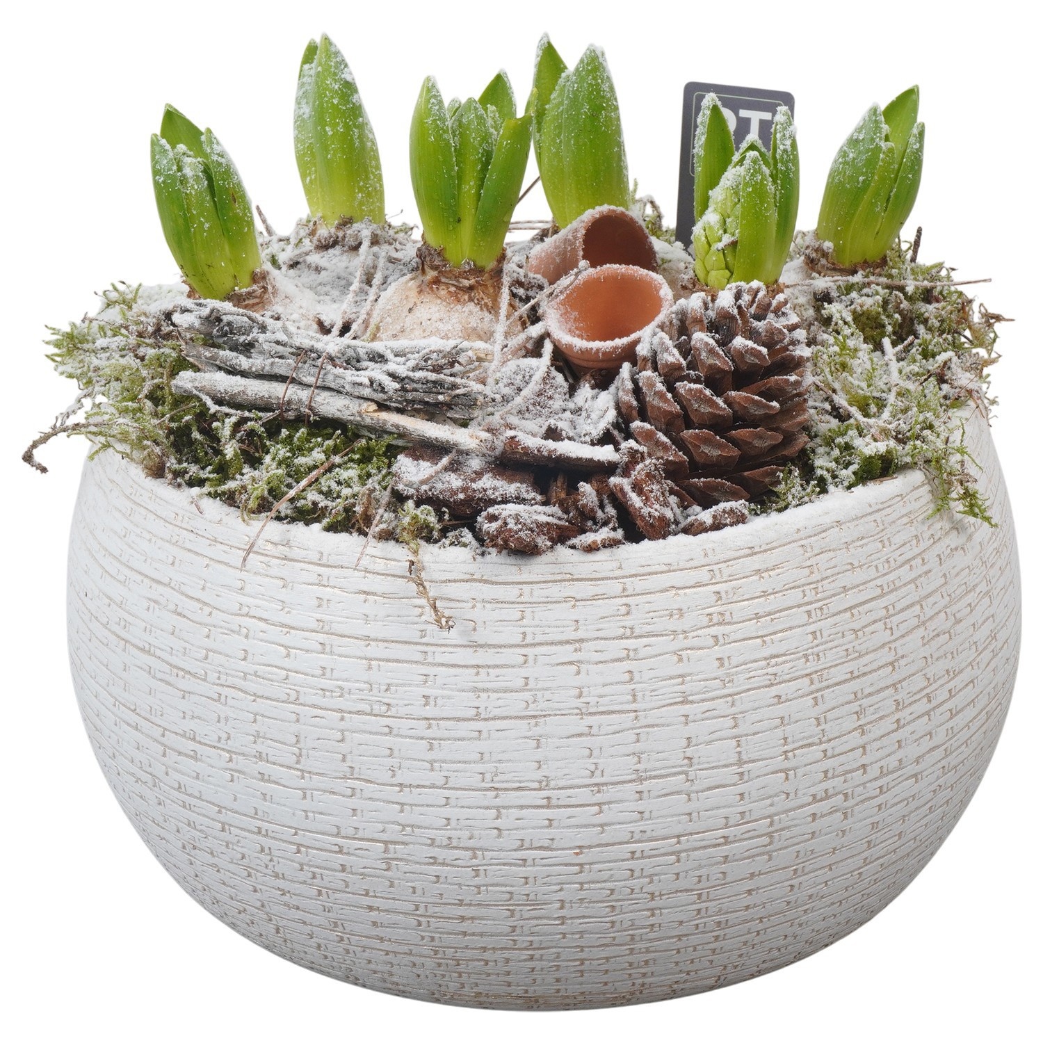 PTWH4073 Arrangement Winter Hyacint in keramiek schaal, D 26