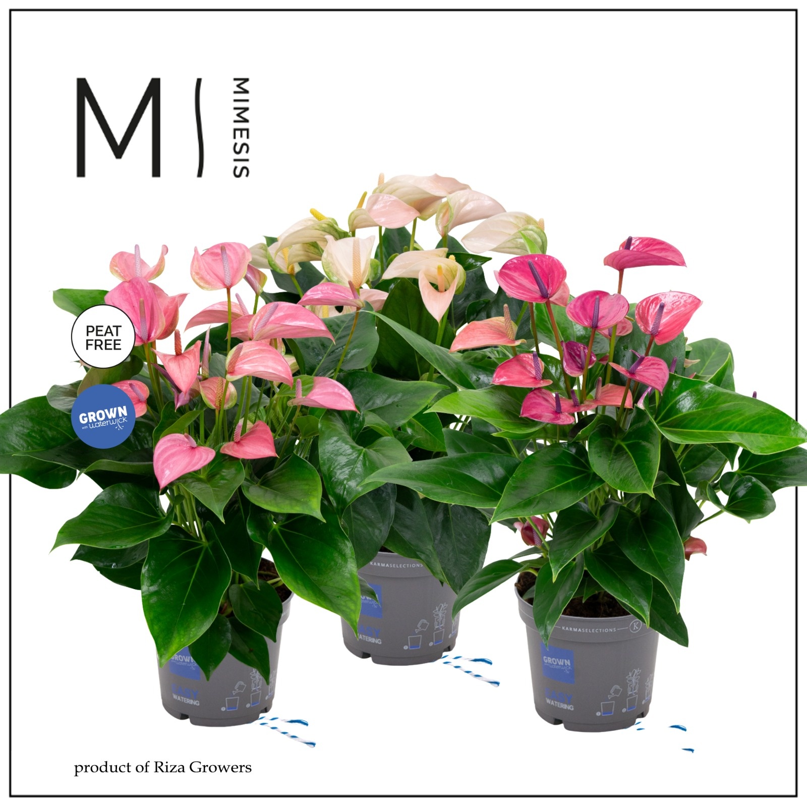 Mimesis Anthurium KARMA Specialty mix - 17 cm, D 17