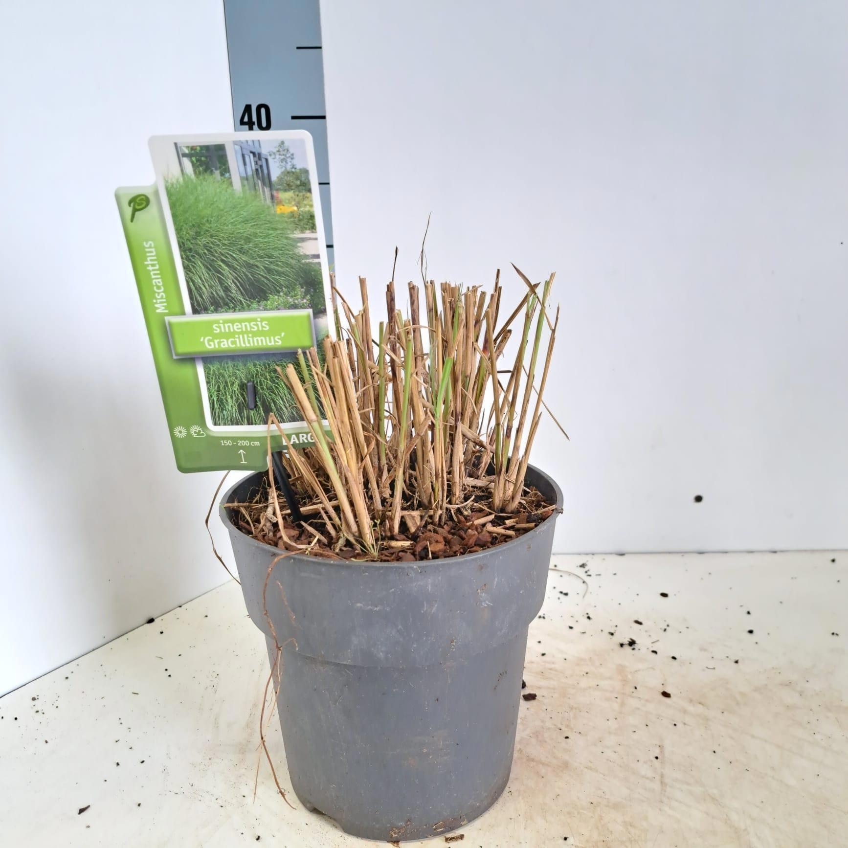 Miscanthus sin. 'Gracillimus', D 23