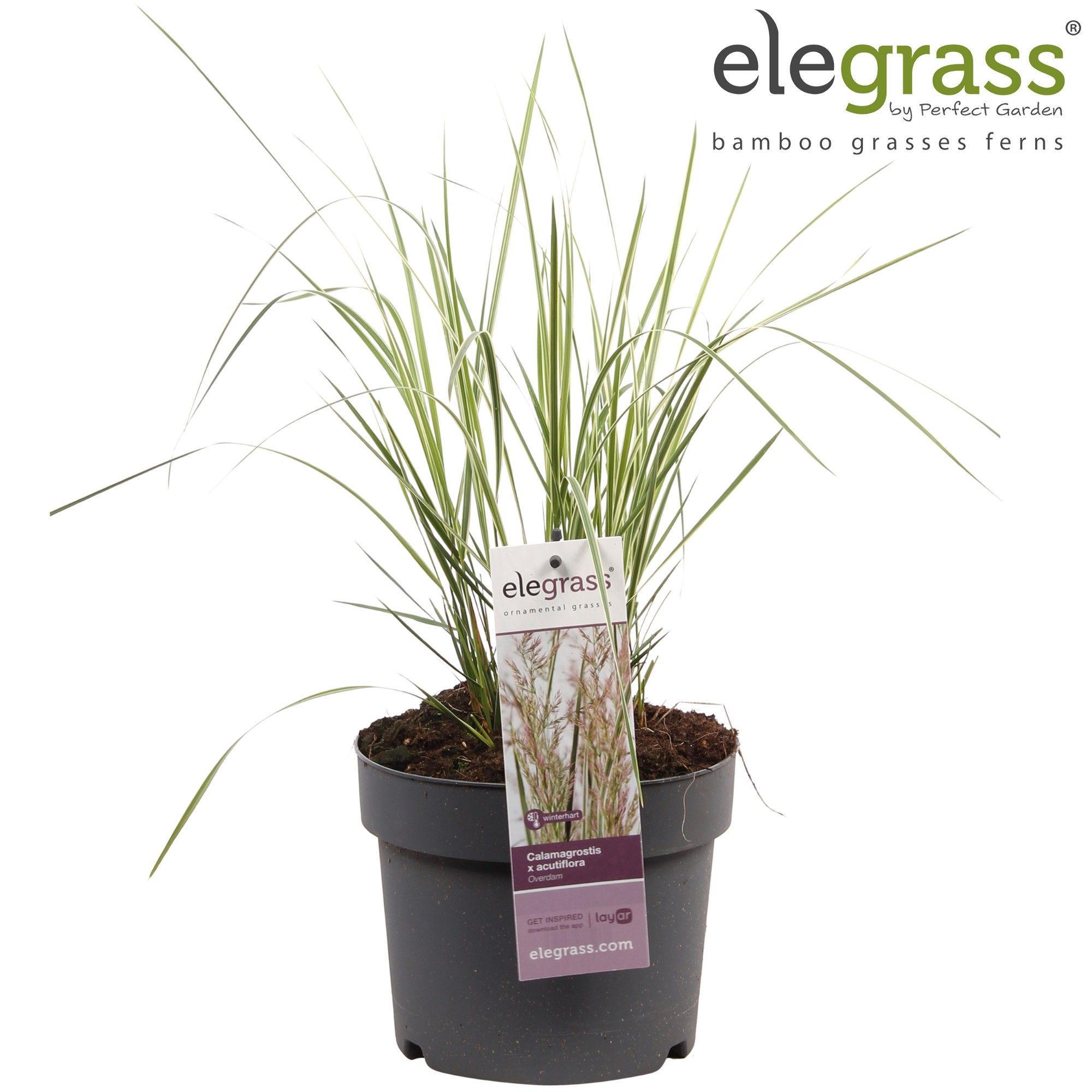 Calamagrostis x acutiflora 'Overdam' P14, D 14