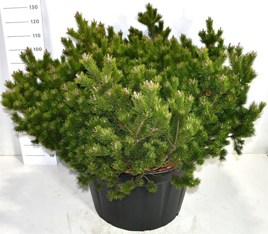 Pinus mugo 'Klosters Grun', D 80 cm