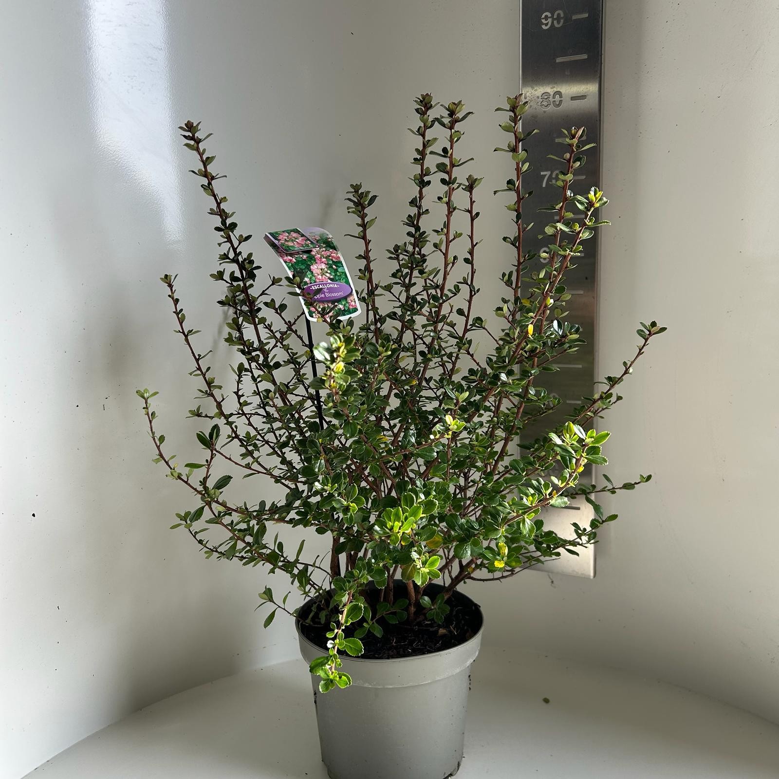 Escallonia Apple Blossom, D 23