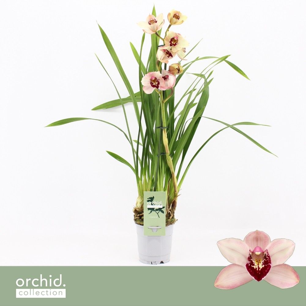 Cymbidium, Dwarf Pink 1-spike 'Orchid Collection', D 12
