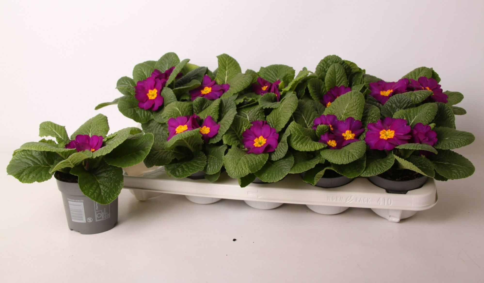 Primula ac. 'Salome Violet', D 10,5