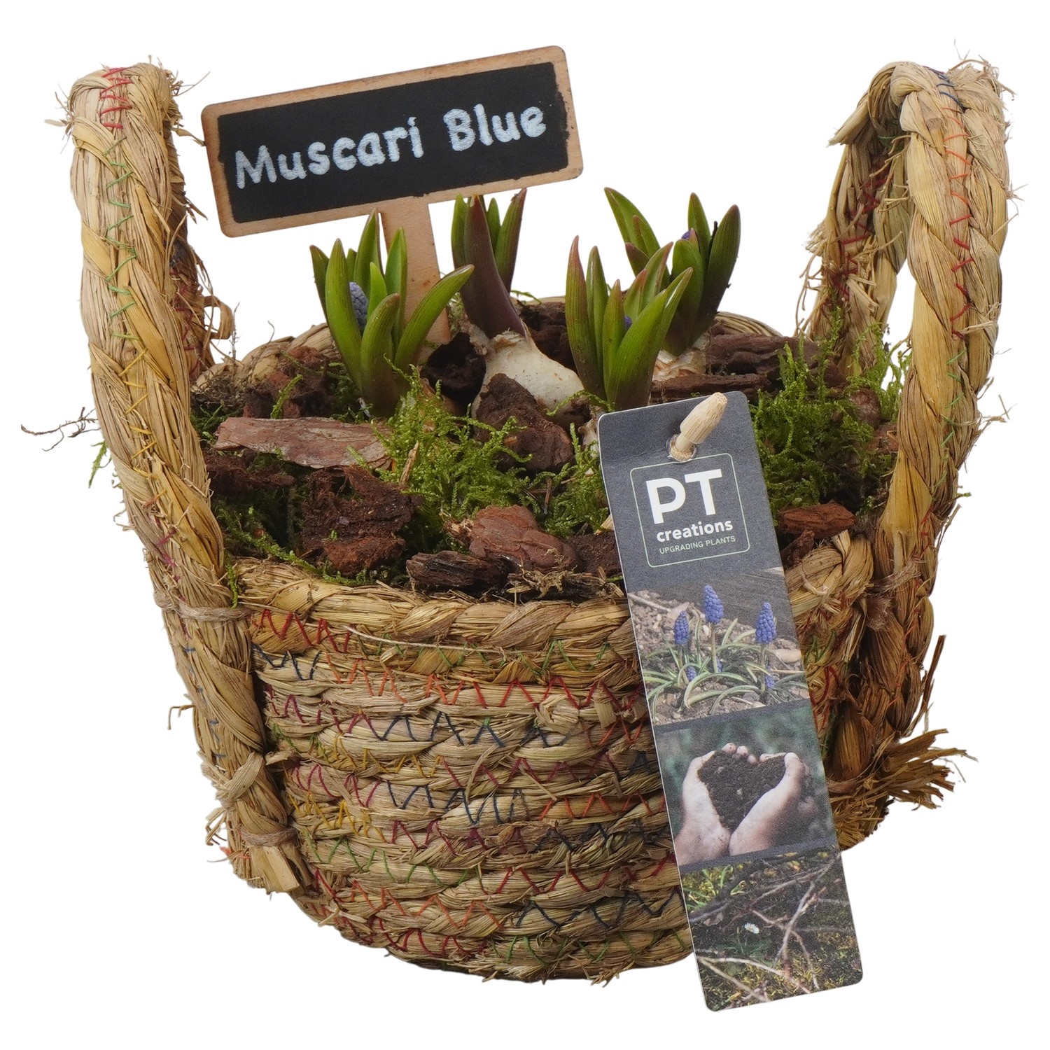 PTMB6197 Arrangement Muscari Blue in riet mand, D 15