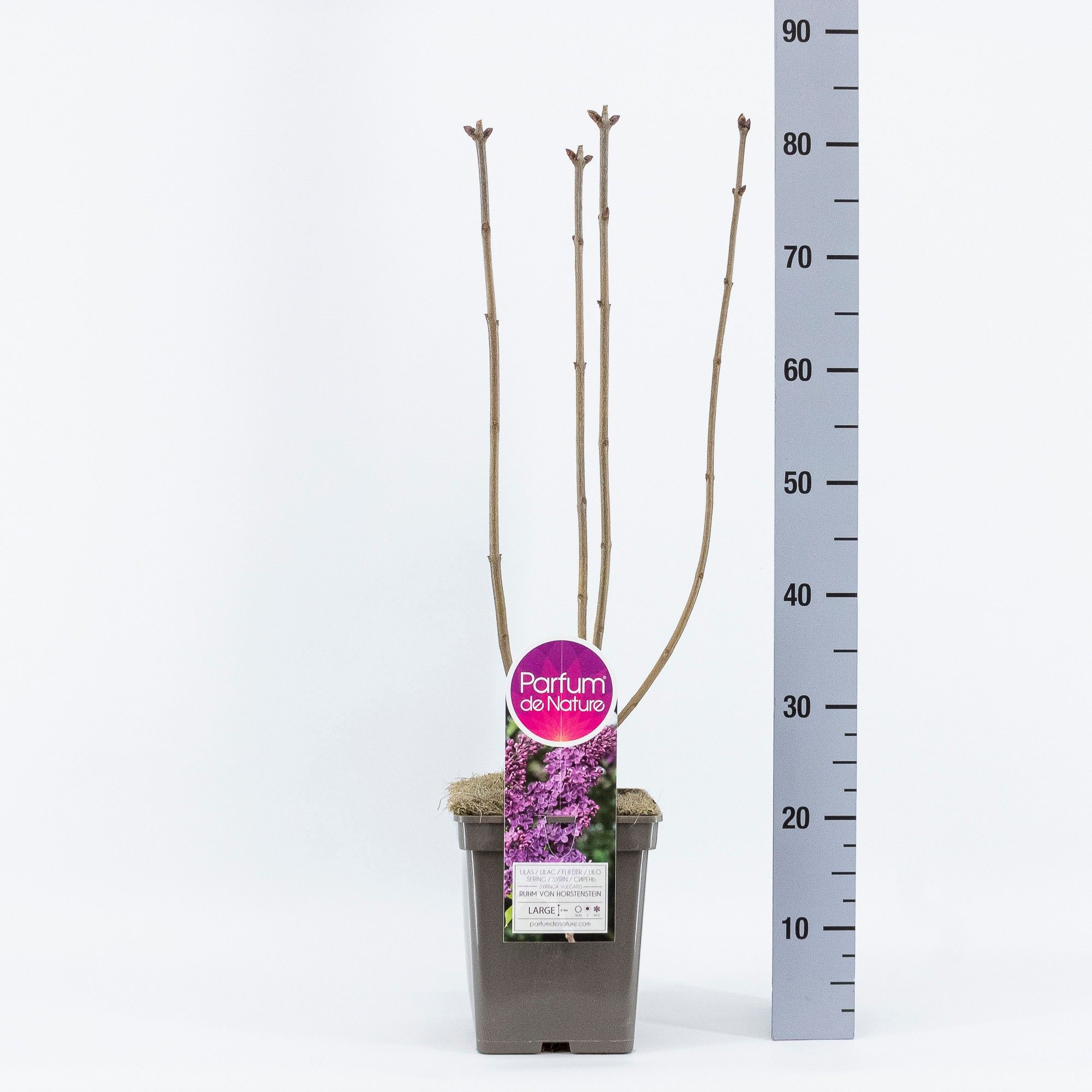 Syringa vul. Ruhm von Horstenstein, C5, D 23