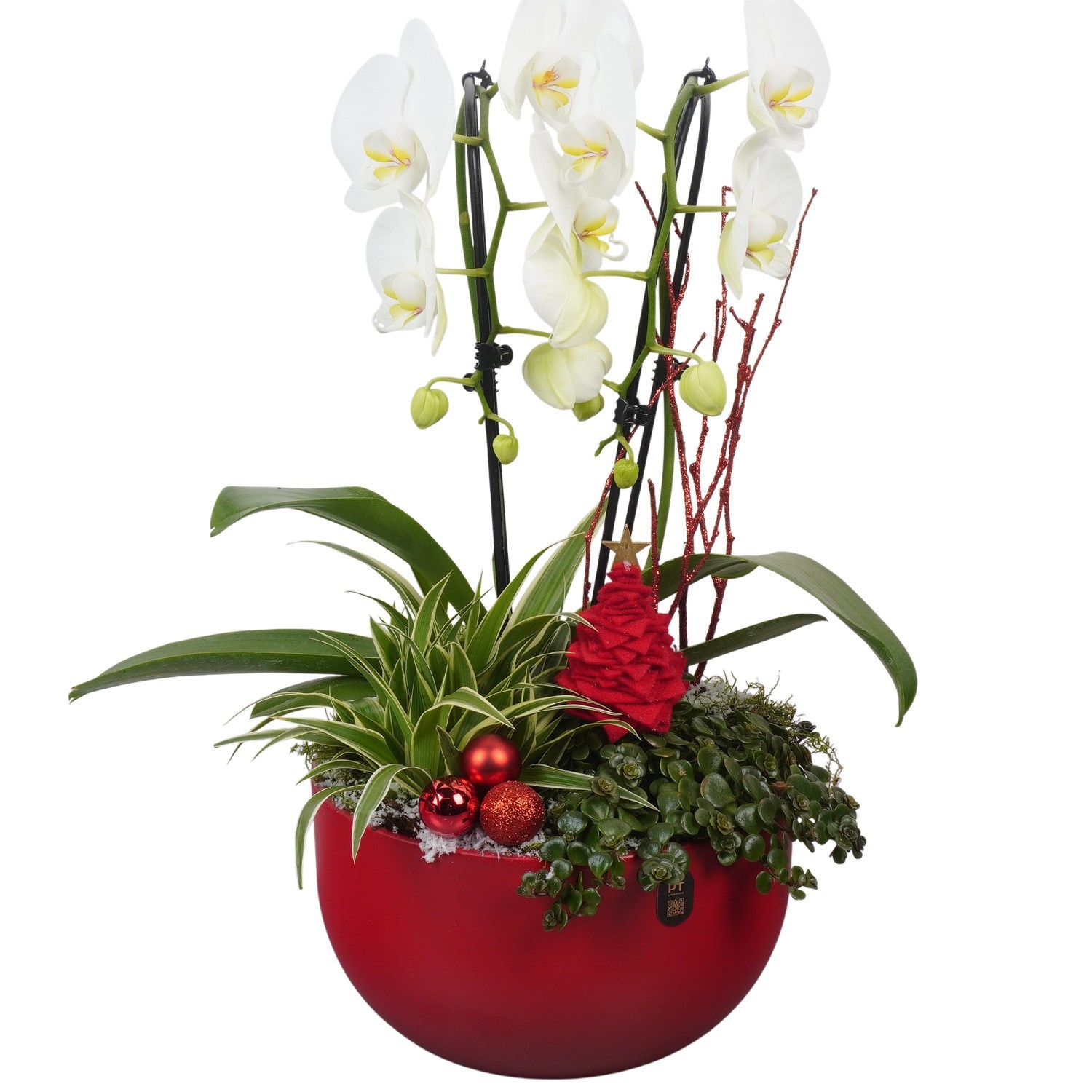 PTCHR9578 Arrangement Christmas Red in keramiek schaal, D 26