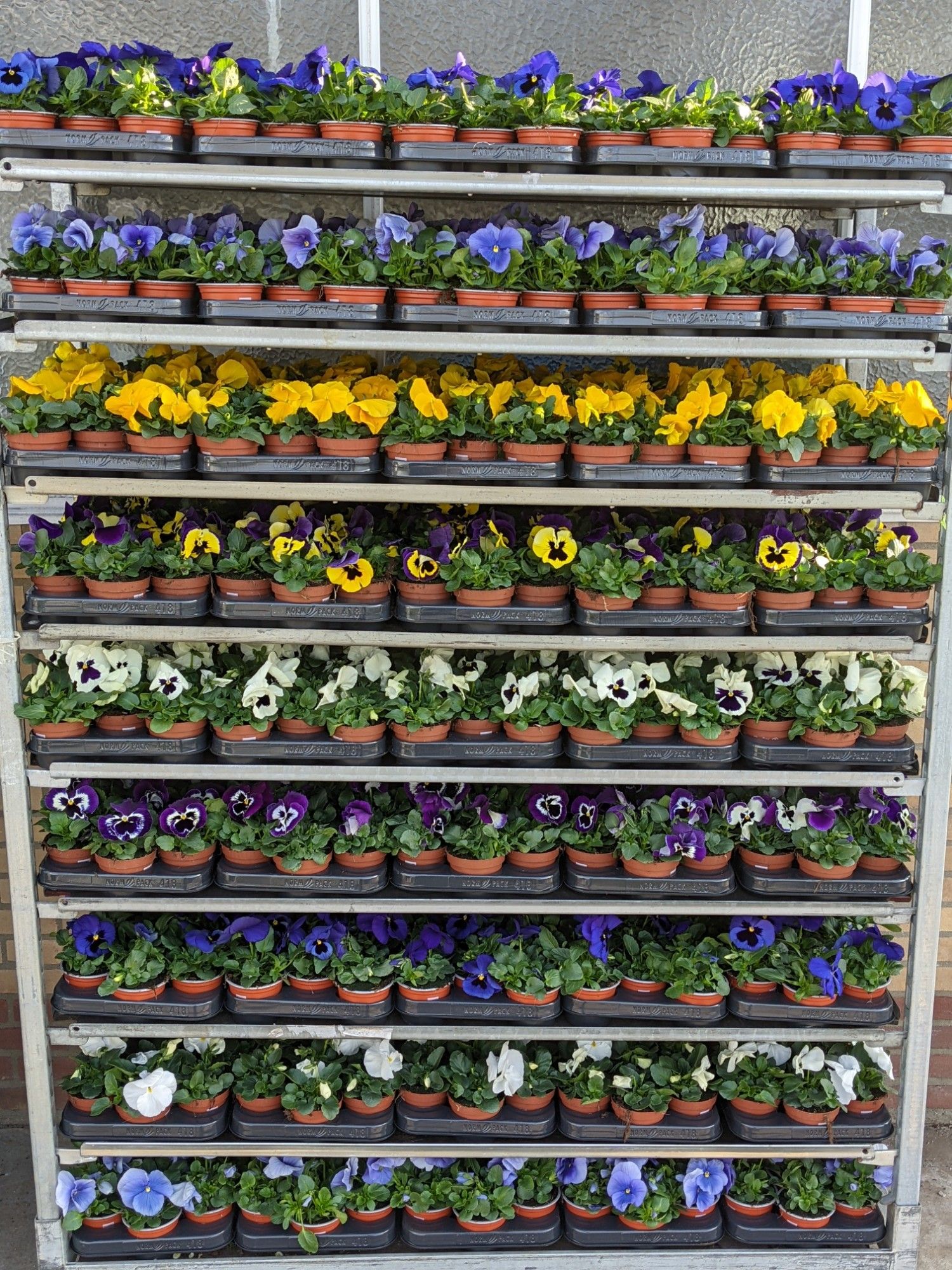 Viola F1 mixkar, D 9