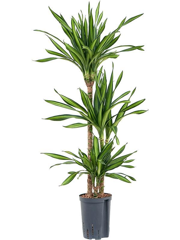 Dracaena fragrans 'Riki', D 15