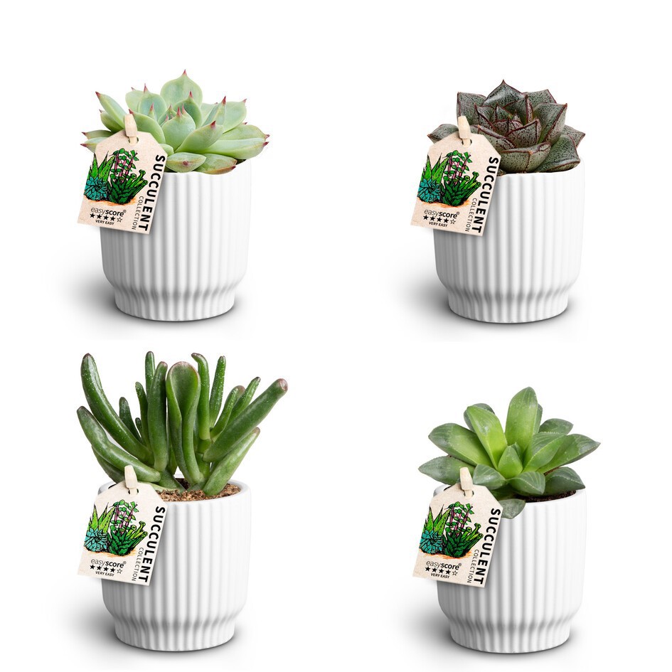 Succulent Mix 30680860 Nordic W, D 7