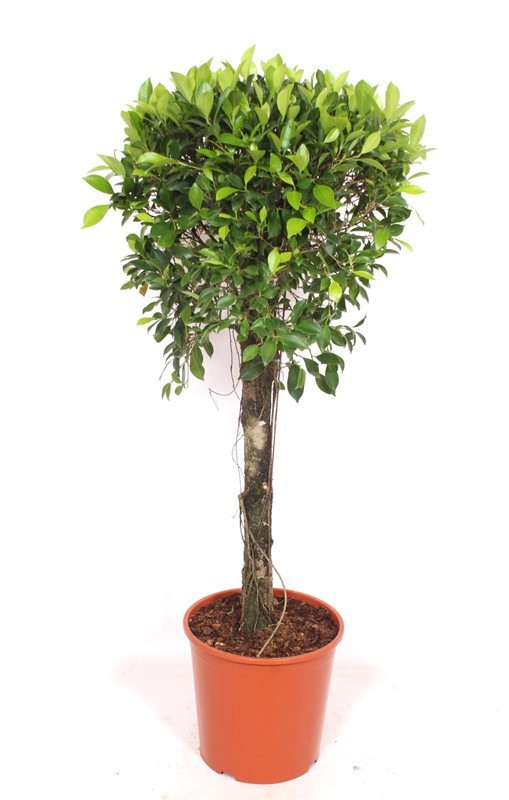 Ficus Nitida, D 30