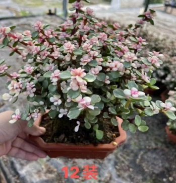 суккулент 12 сквер базин Йале 方盆 21