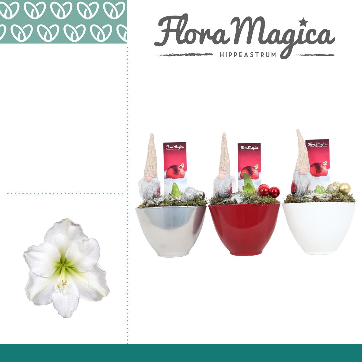 Amaryllis Wit 2 Knop Faja KERST, D 12 cm