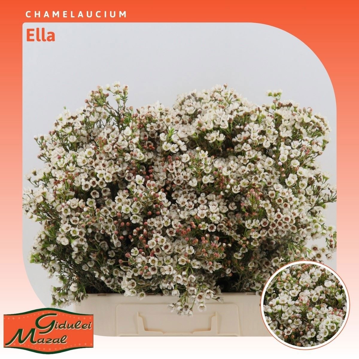 Шамелациум Элла 60, шт.