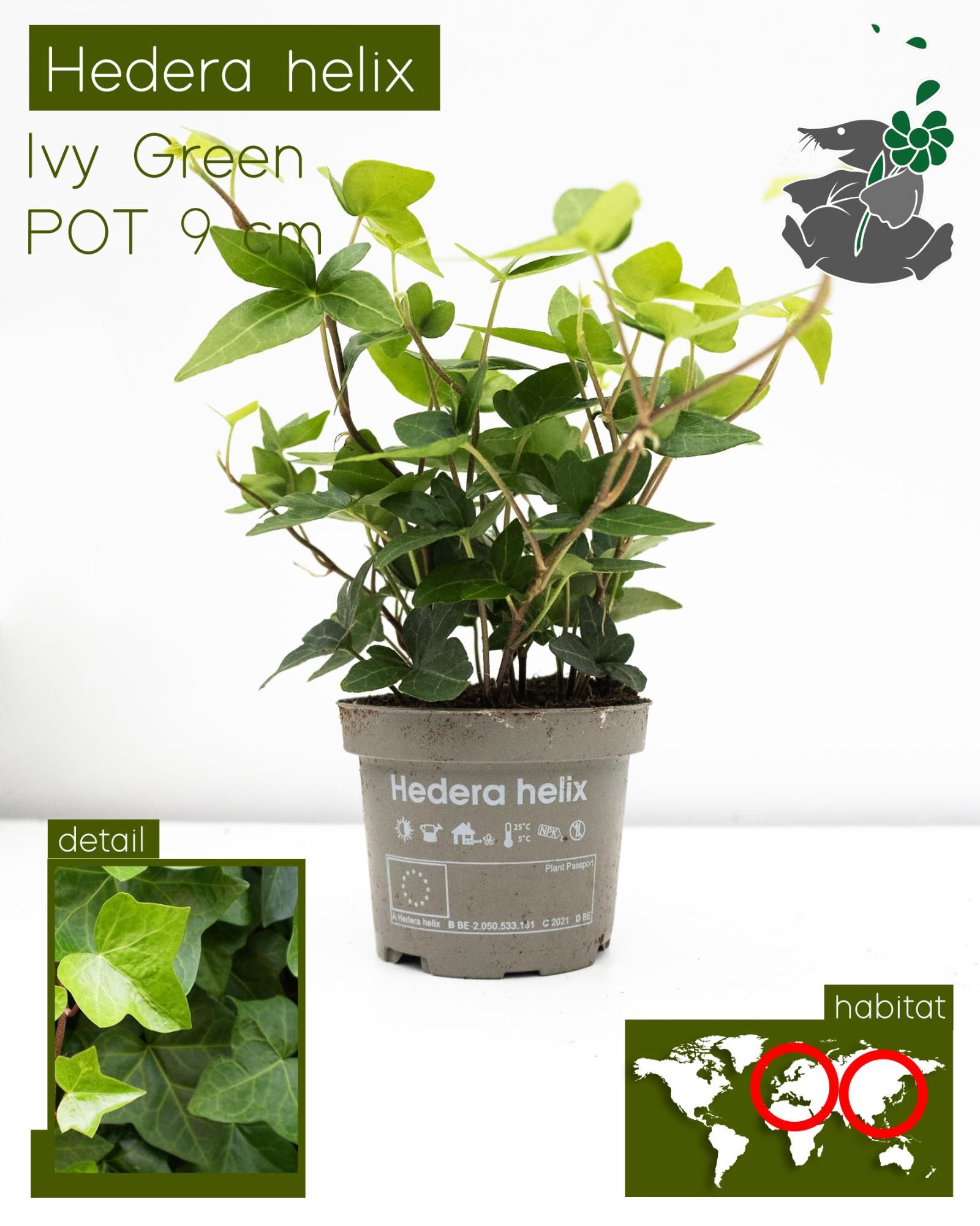 Hedera Helix Green P9, D 9