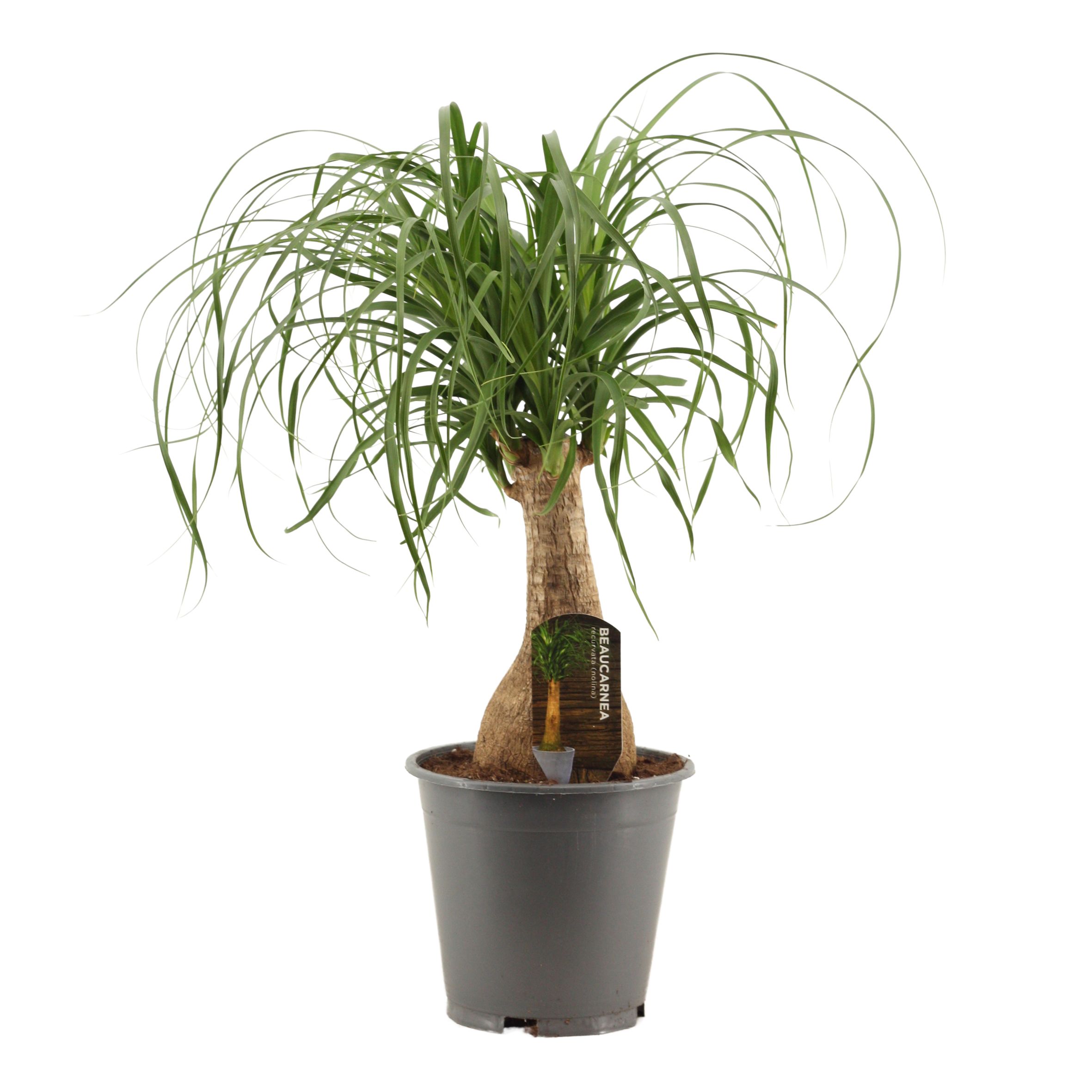 Beaucarnea Recht 19 cm Containerpot, D 19