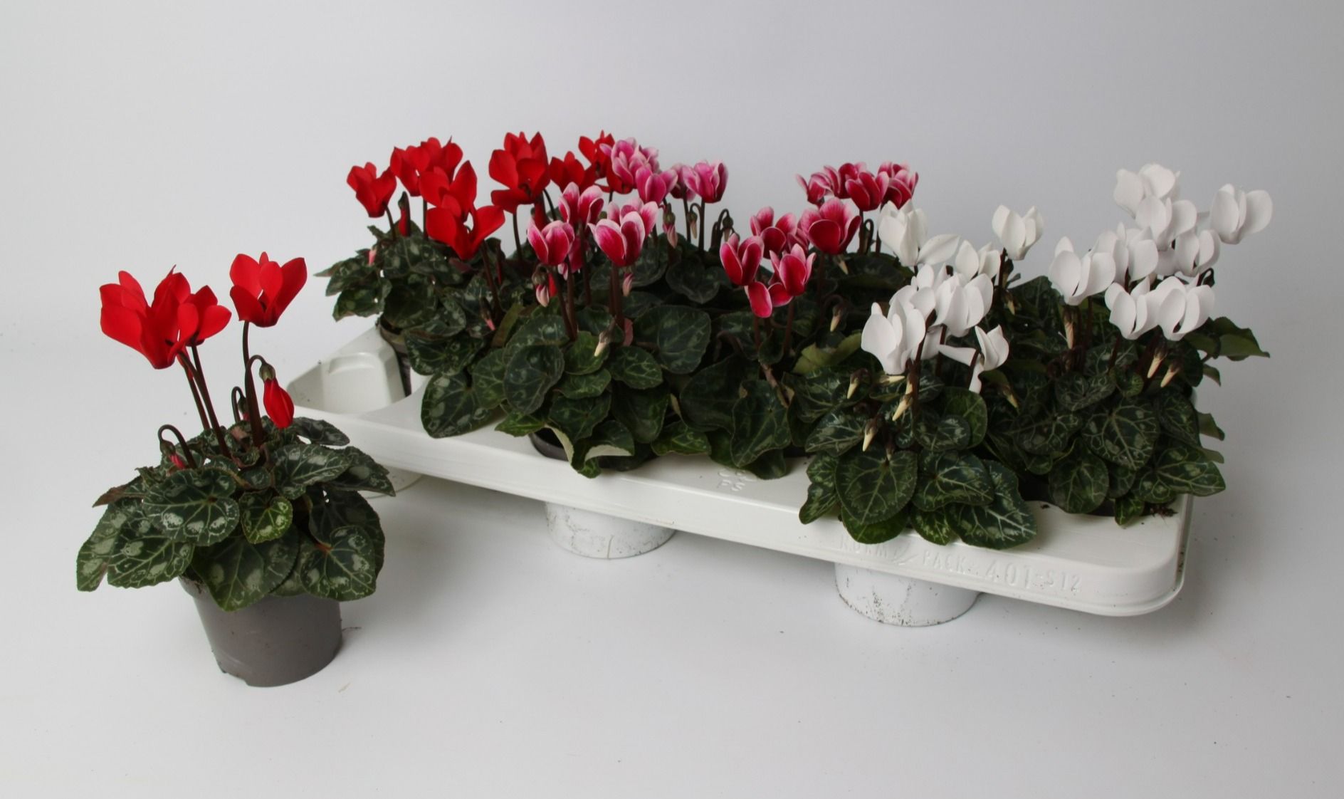Cyclamen rood-wit mix 9 cm, D 9 cm