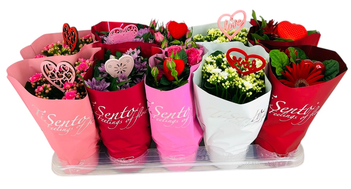 Bloeimix 12 cm | Valentijn | + steker, D 12