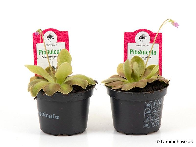 PINGUICULA WESER NR. 133, D 9