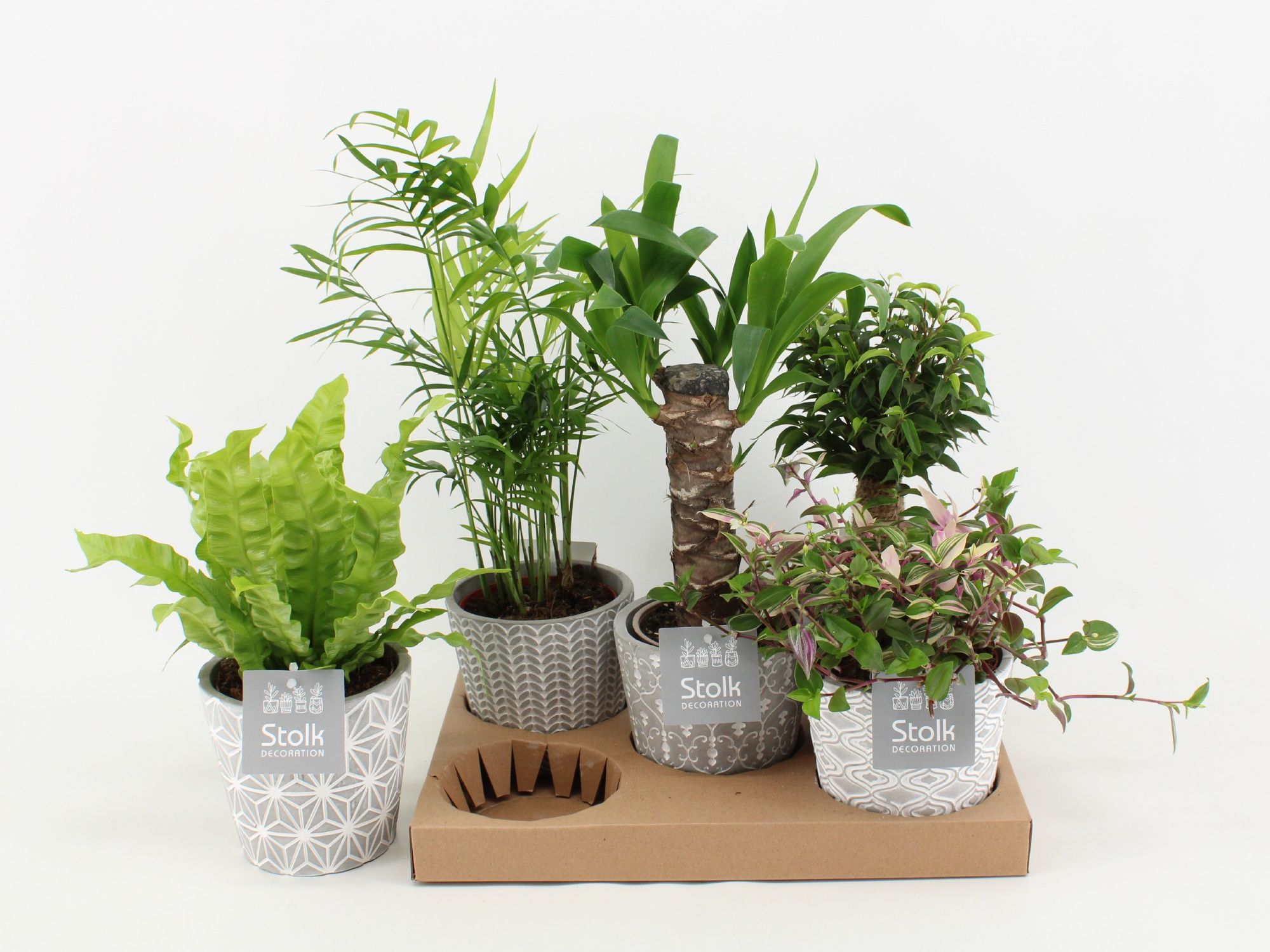 Mix in Star Pot (Yucca, Tradescantia, Ficus, Asplenium, Chameadorea), D 13