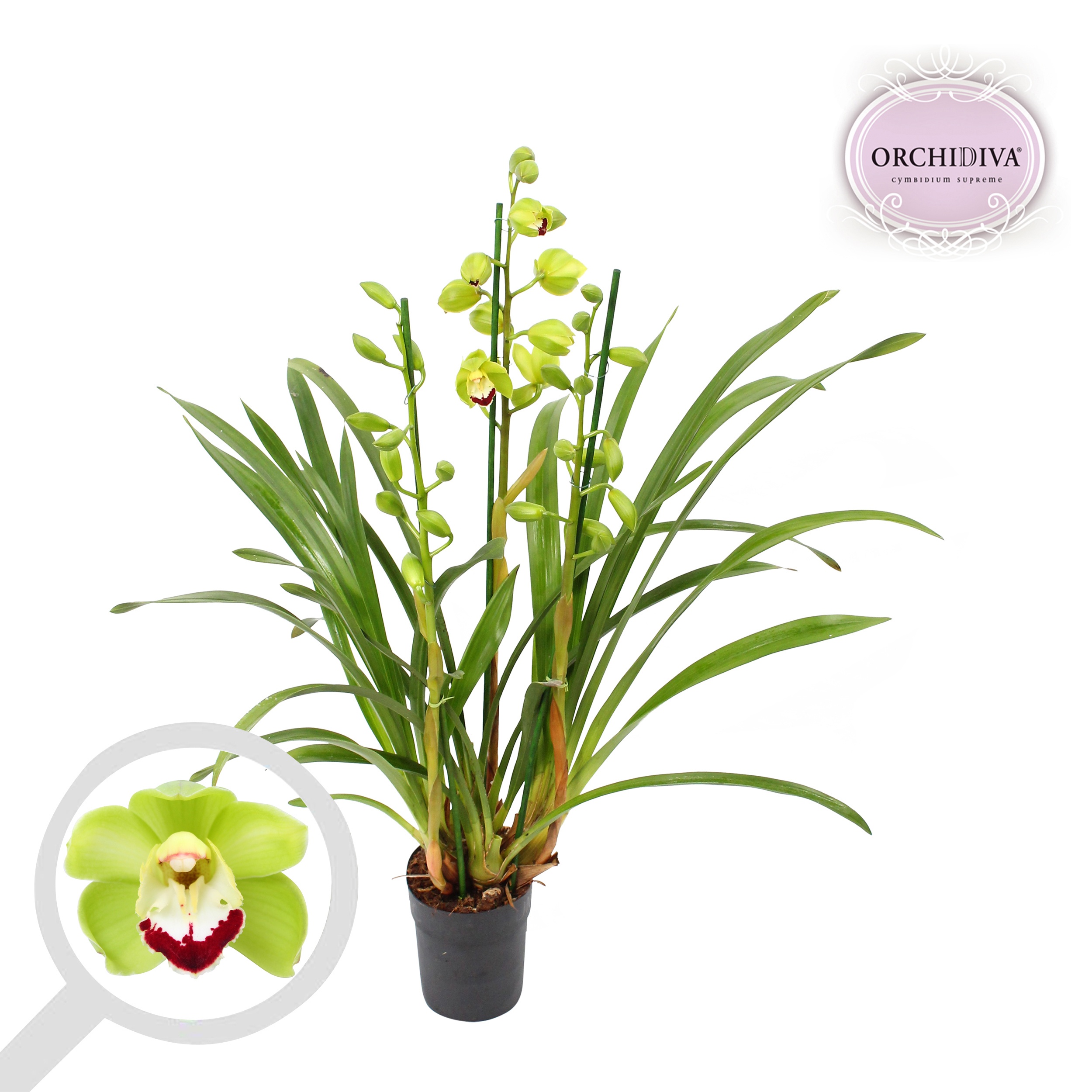 Cymbidium groen 3 tak, D 14