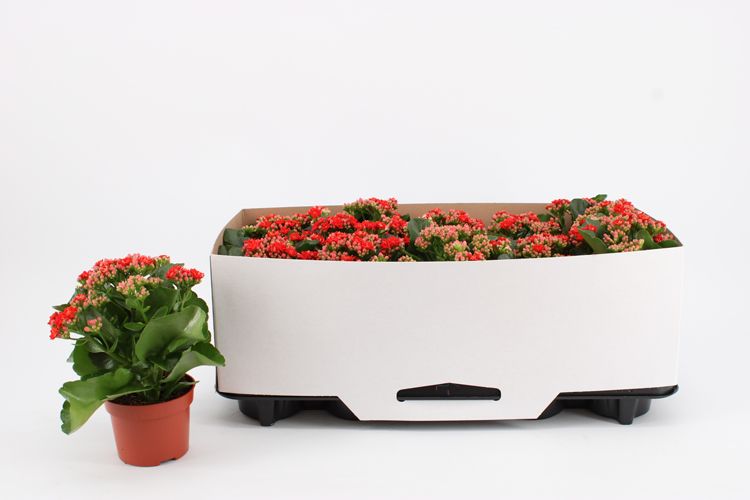 Kalanchoe Double Red, in kraag, D 10,5