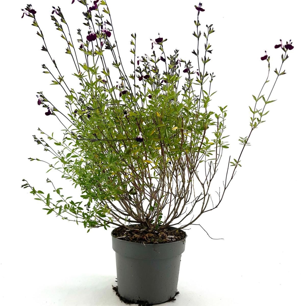 Salvia gr. 'Amethyst Lips', D 17