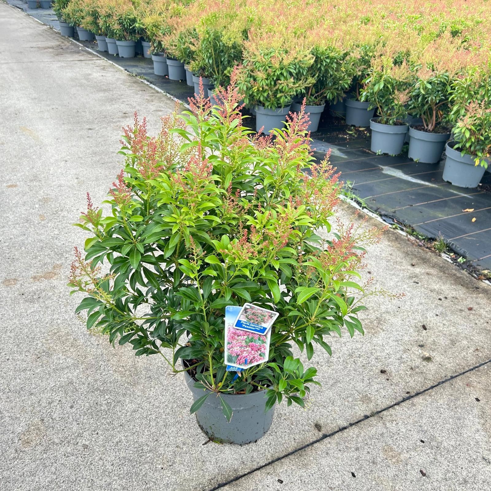 Pieris jap. 'Passion' PBR, D 23