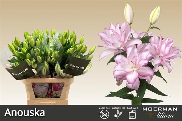 Лилия дв. Анушка 90, шт.